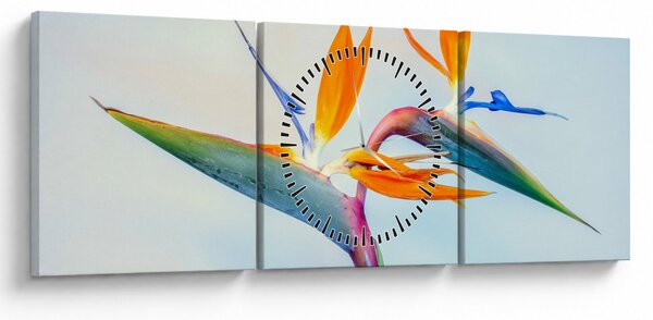 Obraz květu Strelície (s hodinami) (90x30 cm)