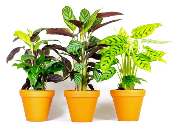 Calathea Mix, průměr 12 cm Kalatea