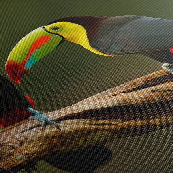 Obraz sedících tukanů, Costa Rica (s hodinami) (90x30 cm)
