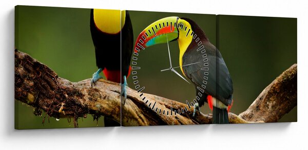 Obraz sedících tukanů, Costa Rica (s hodinami) (90x30 cm)