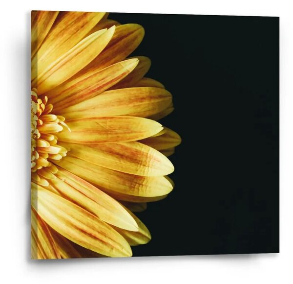 Sablio Obraz žlutá gerbera - 50x50 cm