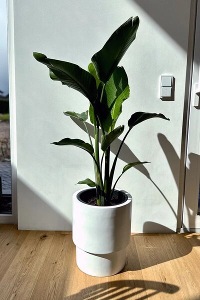 Květináč ESCADA, sklolaminát, výška 40 cm, bílý mat
