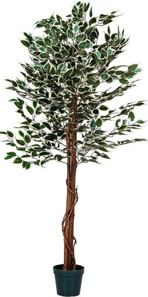 Umělý fíkus 160 cm s pravým dřevem do interiéru