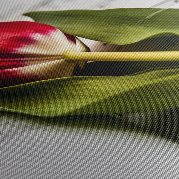 Obraz červeného tulipánu (70x50 cm)