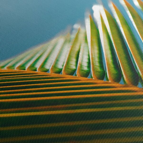 Obraz - Detail palmového listu (170x50 cm)