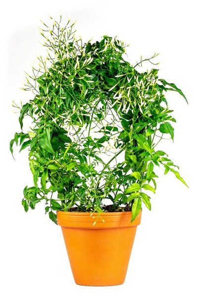 Gardners.cz Jasminum polyanthum, průměr 12 cm Jasmín mnohokvětý