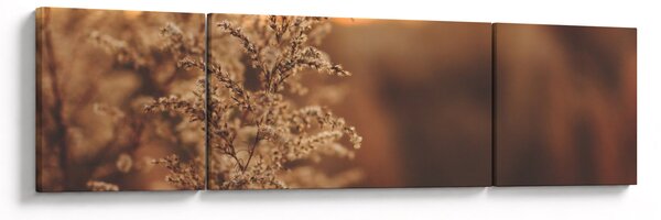 Obraz kvetoucí trávy (170x50 cm)