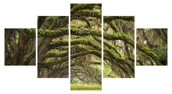 Obraz - Oaks Avenue, Charleston, Jižní Karolína, USA (125x70 cm)