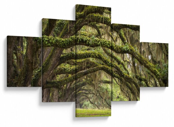 Obraz - Oaks Avenue, Charleston, Jižní Karolína, USA (125x70 cm)