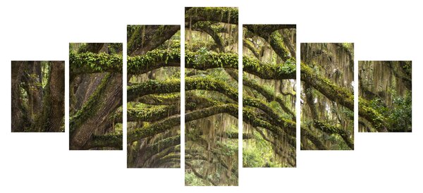 Obraz - Oaks Avenue, Charleston, Jižní Karolína, USA (210x100 cm)