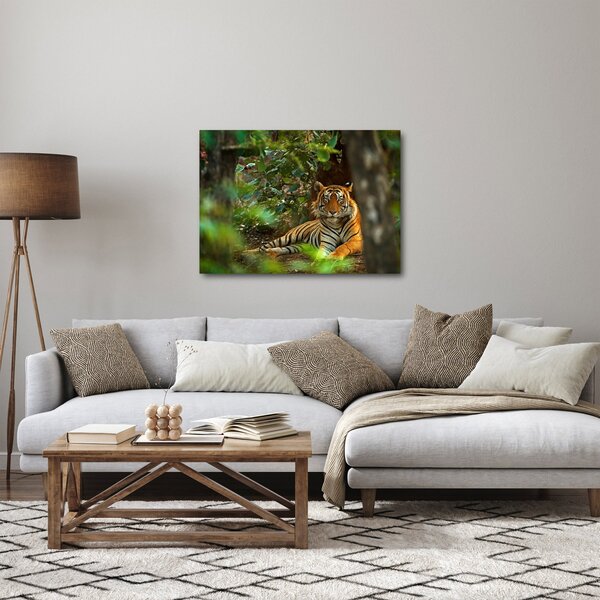 Obraz odpočívajícího tygra (70x50 cm)