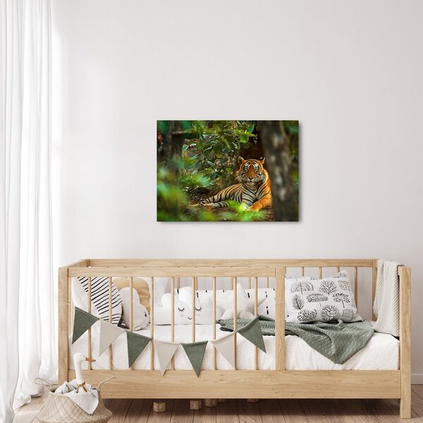 Obraz odpočívajícího tygra (70x50 cm)