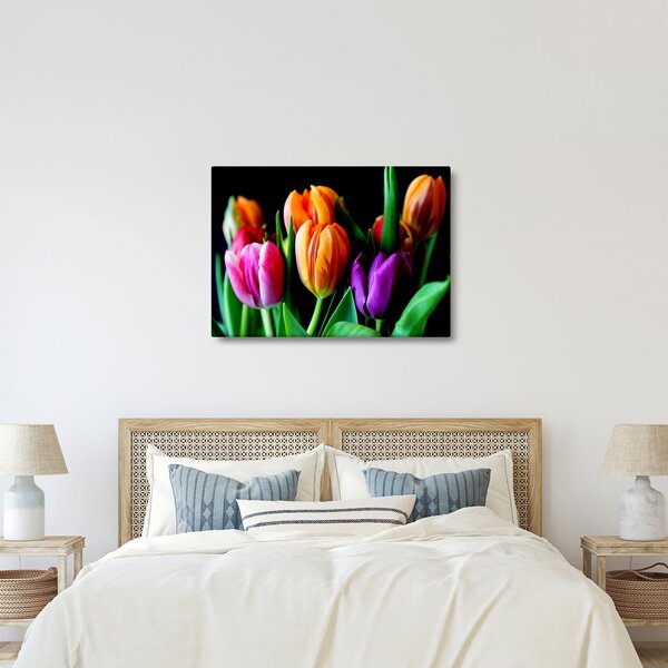 Obraz tulipánů na černém pozadí (70x50 cm)