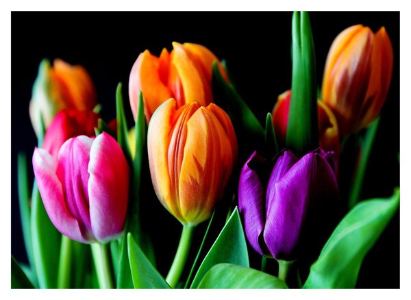 Obraz tulipánů na černém pozadí (70x50 cm)