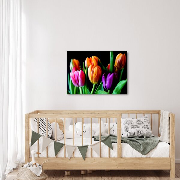 Obraz tulipánů na černém pozadí (70x50 cm)