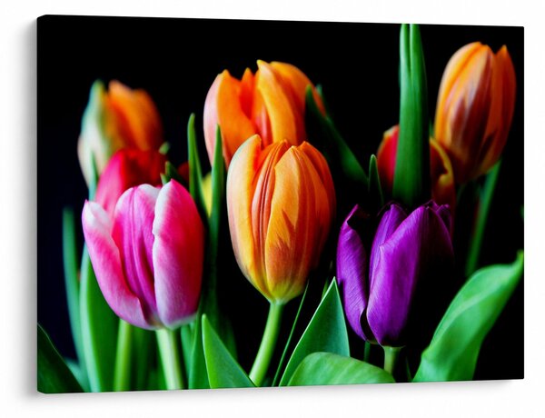 Obraz tulipánů na černém pozadí (70x50 cm)