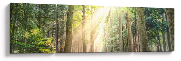 Obraz pěšiny v lese (170x50 cm)