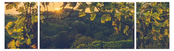 Obraz - Vinice (170x50 cm)