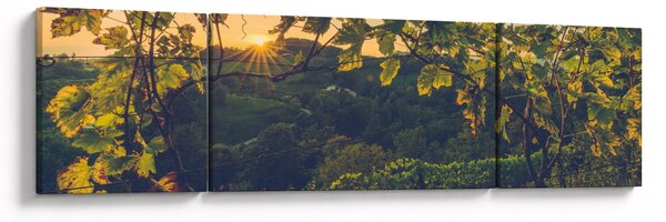 Obraz - Vinice (170x50 cm)