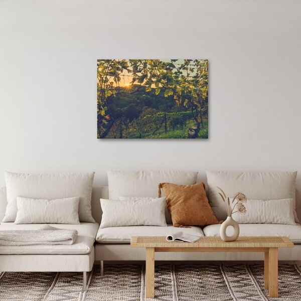 Obraz - Vinice (70x50 cm)