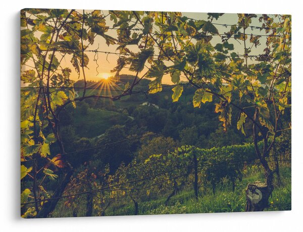 Obraz - Vinice (70x50 cm)