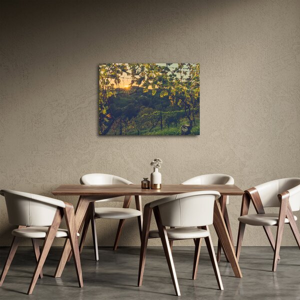 Obraz - Vinice (70x50 cm)