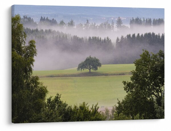 Obraz louky se stromem (70x50 cm)