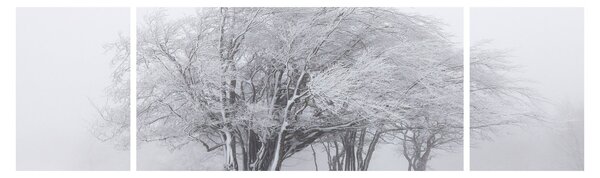 Obraz - Bílá zima (170x50 cm)