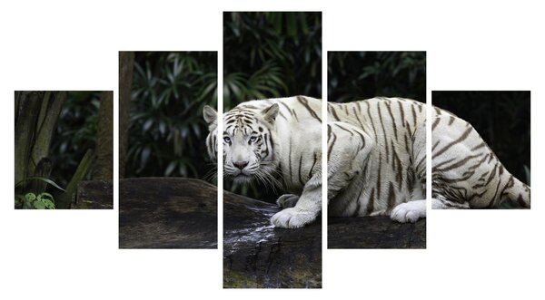 Obraz - Tygr albín (125x70 cm)