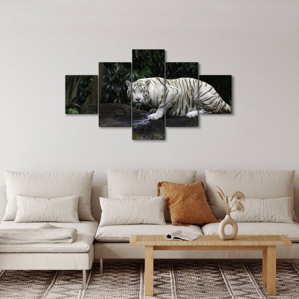 Obraz - Tygr albín (125x70 cm)