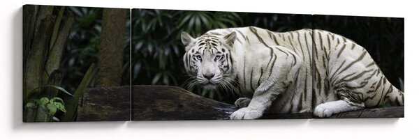 Obraz - Tygr albín (170x50 cm)