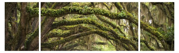 Obraz - Oaks Avenue, Charleston, Jižní Karolína, USA (170x50 cm)