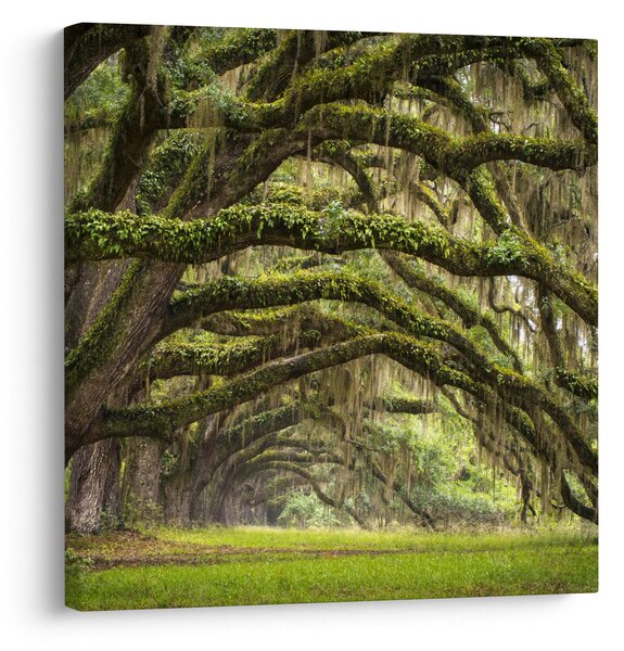 Obraz - Oaks Avenue, Charleston, Jižní Karolína, USA (30x30 cm)