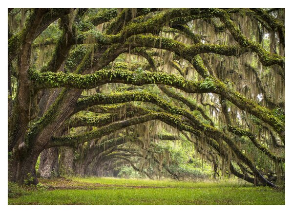 Obraz - Oaks Avenue, Charleston, Jižní Karolína, USA (70x50 cm)