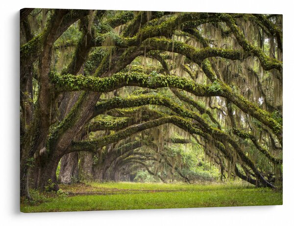 Obraz - Oaks Avenue, Charleston, Jižní Karolína, USA (70x50 cm)