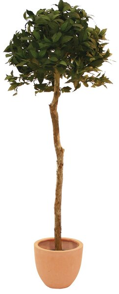 Umělý strom Vavřín kulatý - přírodní kmen, 180 cm