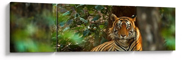 Obraz odpočívajícího tygra (170x50 cm)