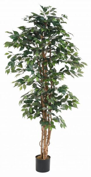 Umělý strom Fikus zelený - přírodní kmeny, 180cm