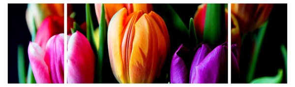 Obraz tulipánů na černém pozadí (170x50 cm)