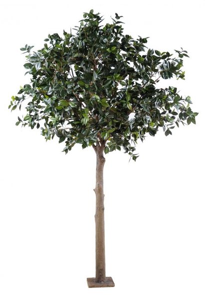 Platinum Camellia Japonica strom, 300cm (umělý strom)