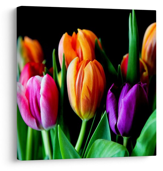 Obraz tulipánů na černém pozadí (30x30 cm)