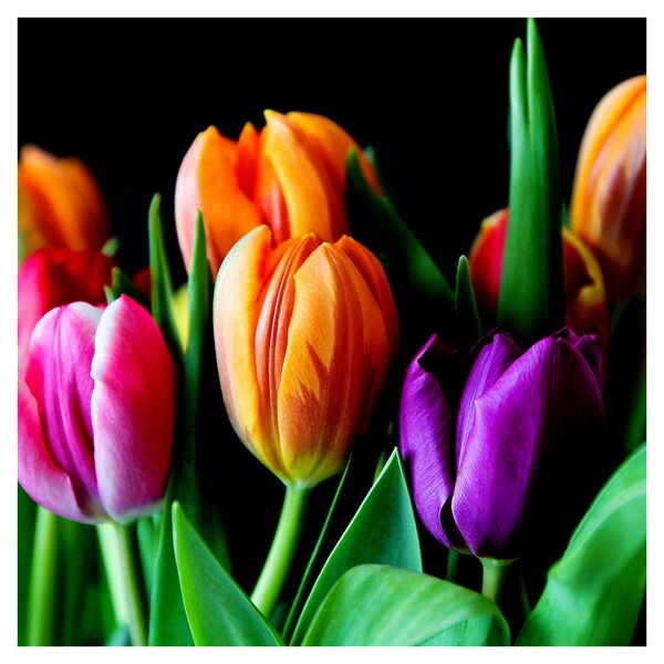 Obraz tulipánů na černém pozadí (30x30 cm)