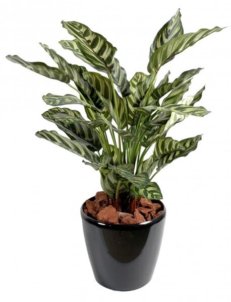 Umělá květina Calathea makoyana deluxe, 56cm