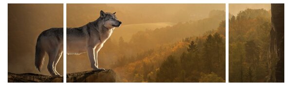 Obraz vlka na skále (170x50 cm)