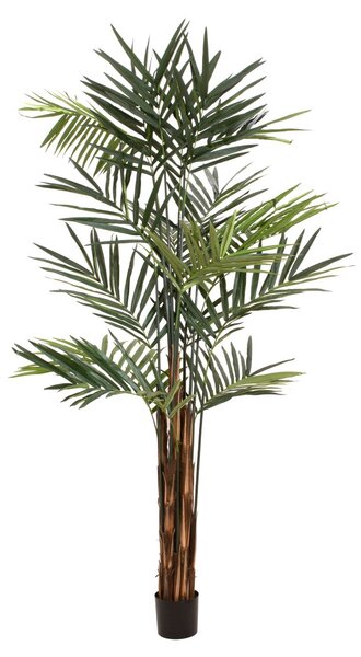 Kentia palma 300 cm