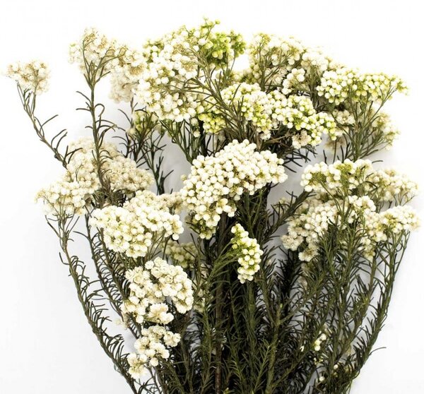 Stabilizovaná rostlina Helychrisium Diosmi bílá 30-60 cm