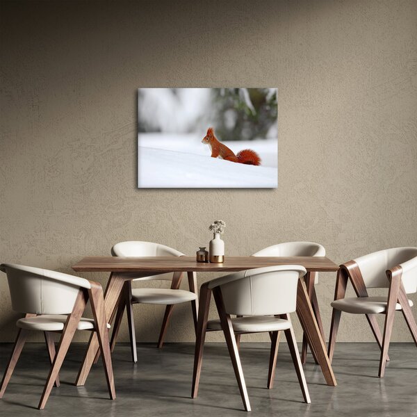 Obraz veverky (70x50 cm)