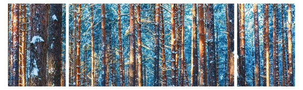 Obraz - Zimní les (170x50 cm)