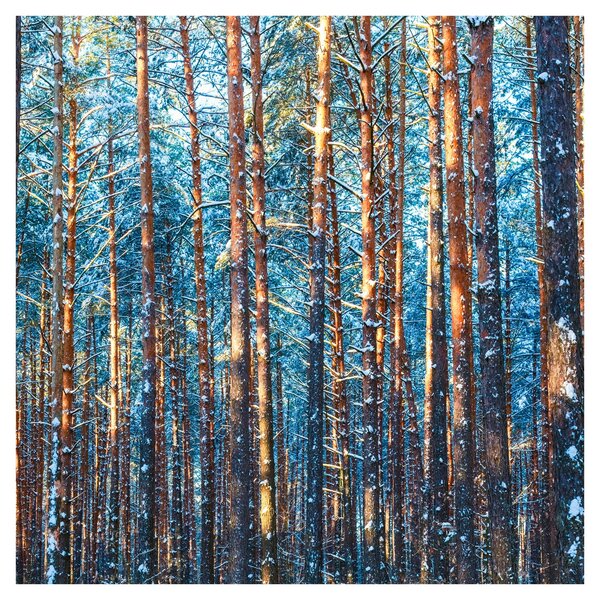 Obraz - Zimní les (30x30 cm)