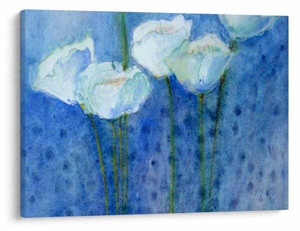Obraz - Bílé tulipány (70x50 cm)
